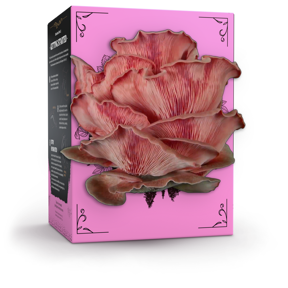 Organic Pink Oyster Mushroom Grow Kit