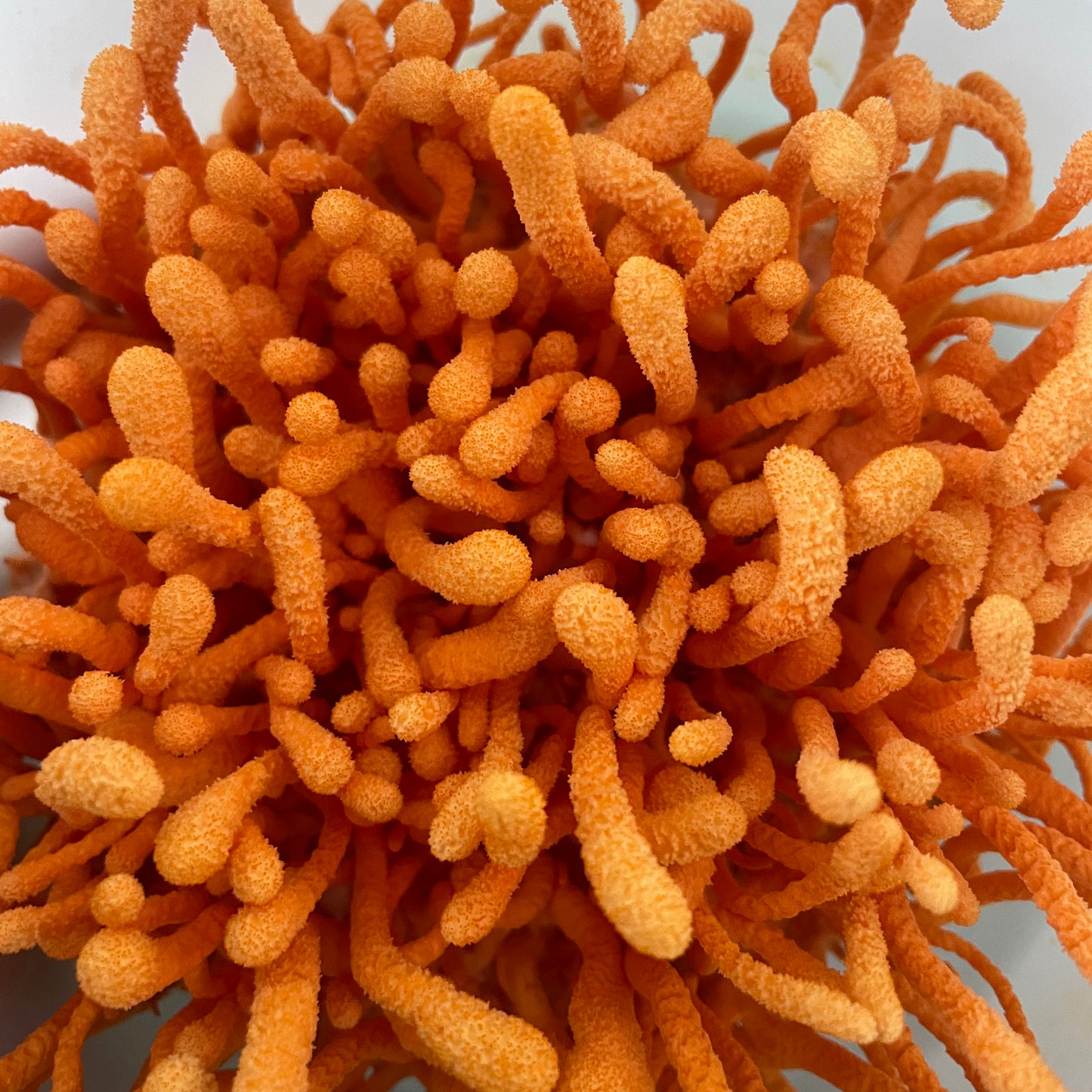 
                  
                    Organic Dried Cordyceps
                  
                